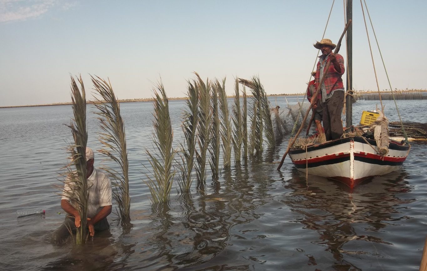 La pêche ancestrale de Charfia à Kerkennah. Copyright : les Switchers