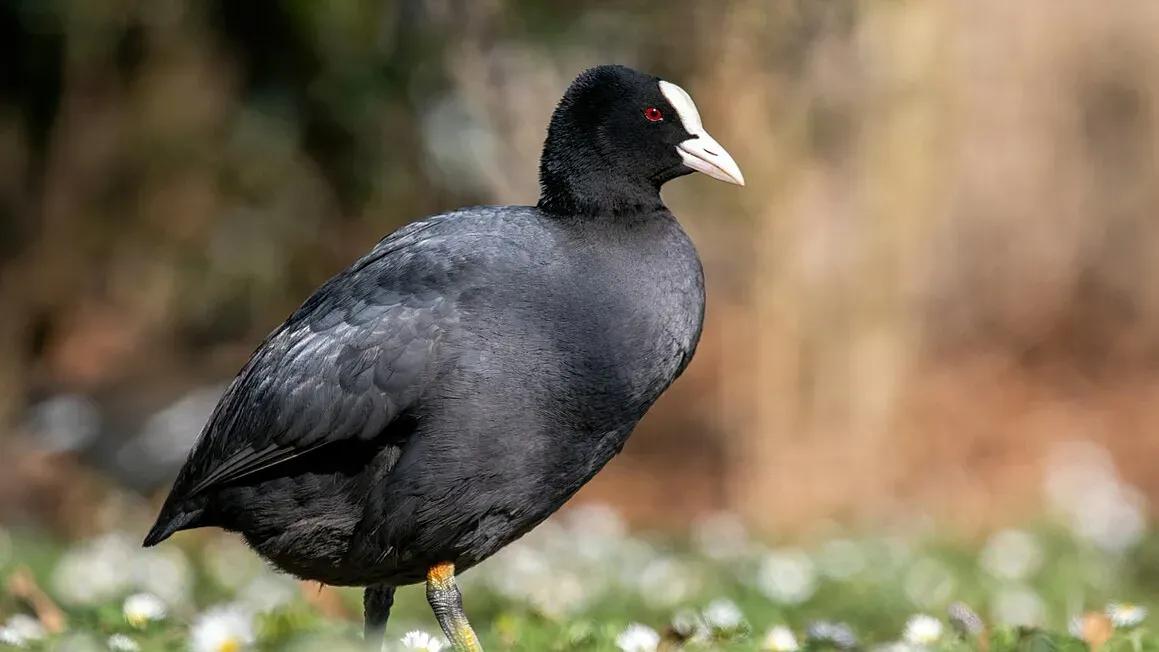 Photo de l'oiseau Foulques Macroule ,noir avec un bec blanc et yeux rouges. C'est une espèce qui migre vers Ichkeul et une espèce phare de la réserve.
