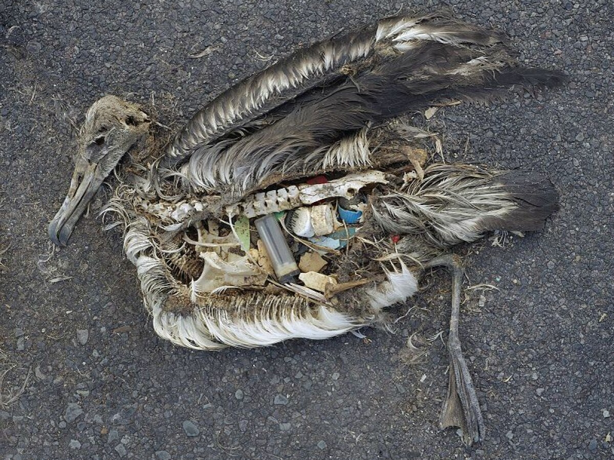 Fléau plastique: fin de la pêche en Méditérannée?