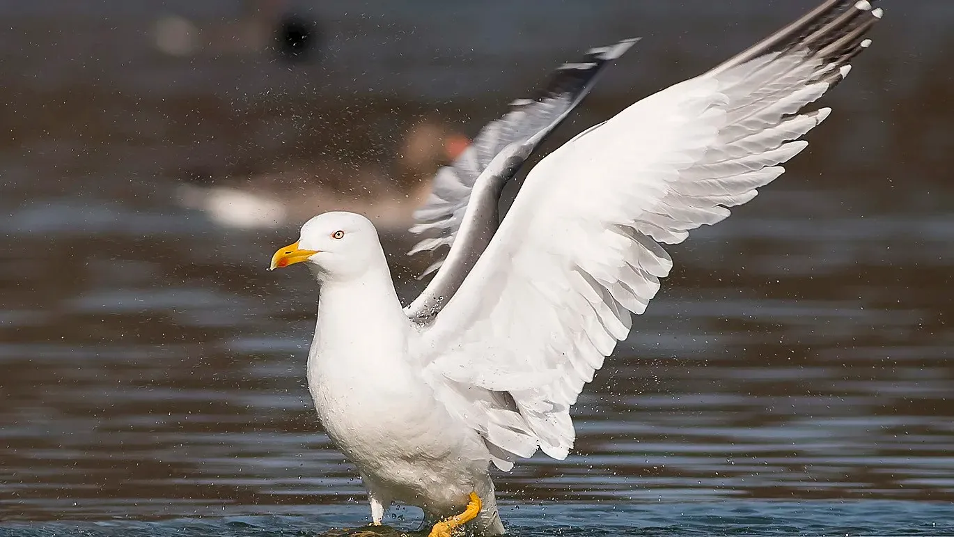 Mouette à pattes jaunes © Copyright:Larus michahellis