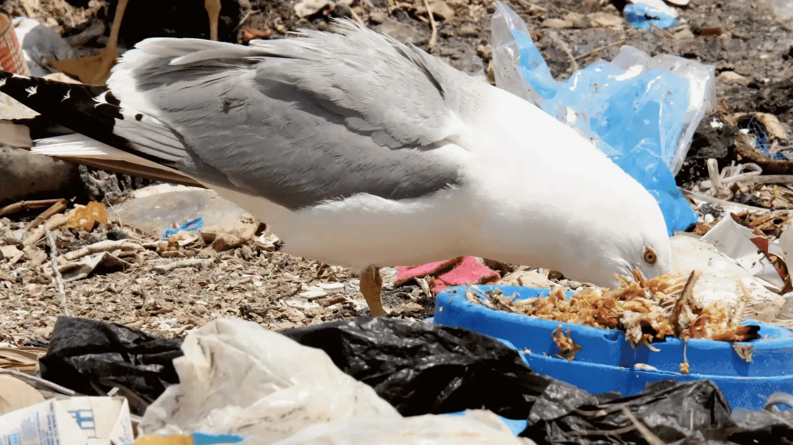 Mouette tridactyle mangeant dans une décharge près de la ville de Sfax (sud de la Tunisie). ©Copyright Habib Dlensi