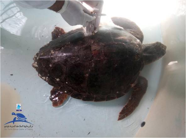 Centre de sauvetage de Monastir, "Ramzi" la tortue marine sauvée. Copyright:ANSA