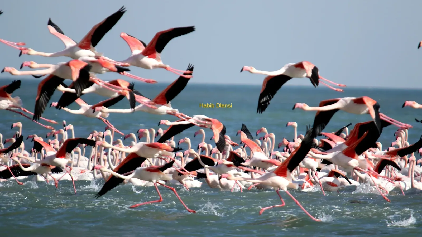 Flamant rose : une espèce emblématique et répandue dans la zone humide côtière de Tunisie . ©Copyright Habib Dlensi