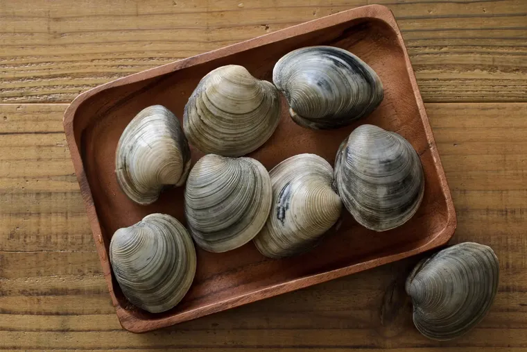 Le combat des palourdes : Entre assiette et résilience