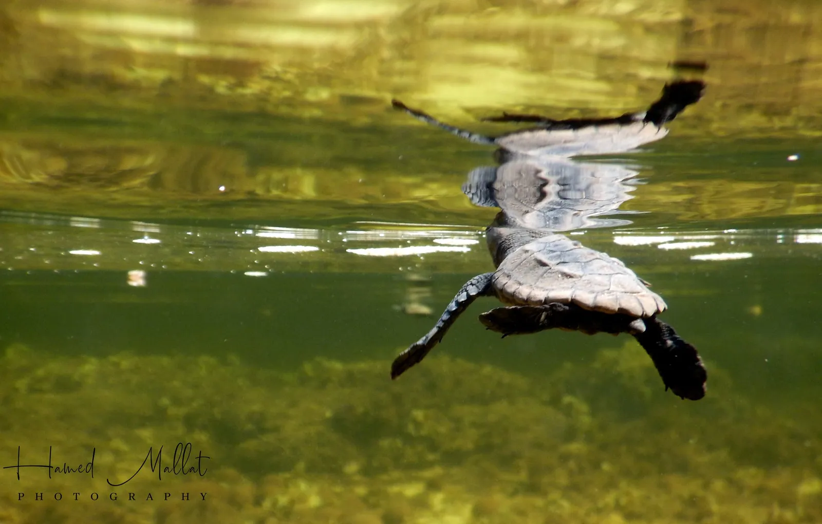 Bébé tortue de mer. Copyright : Hamed Mallat