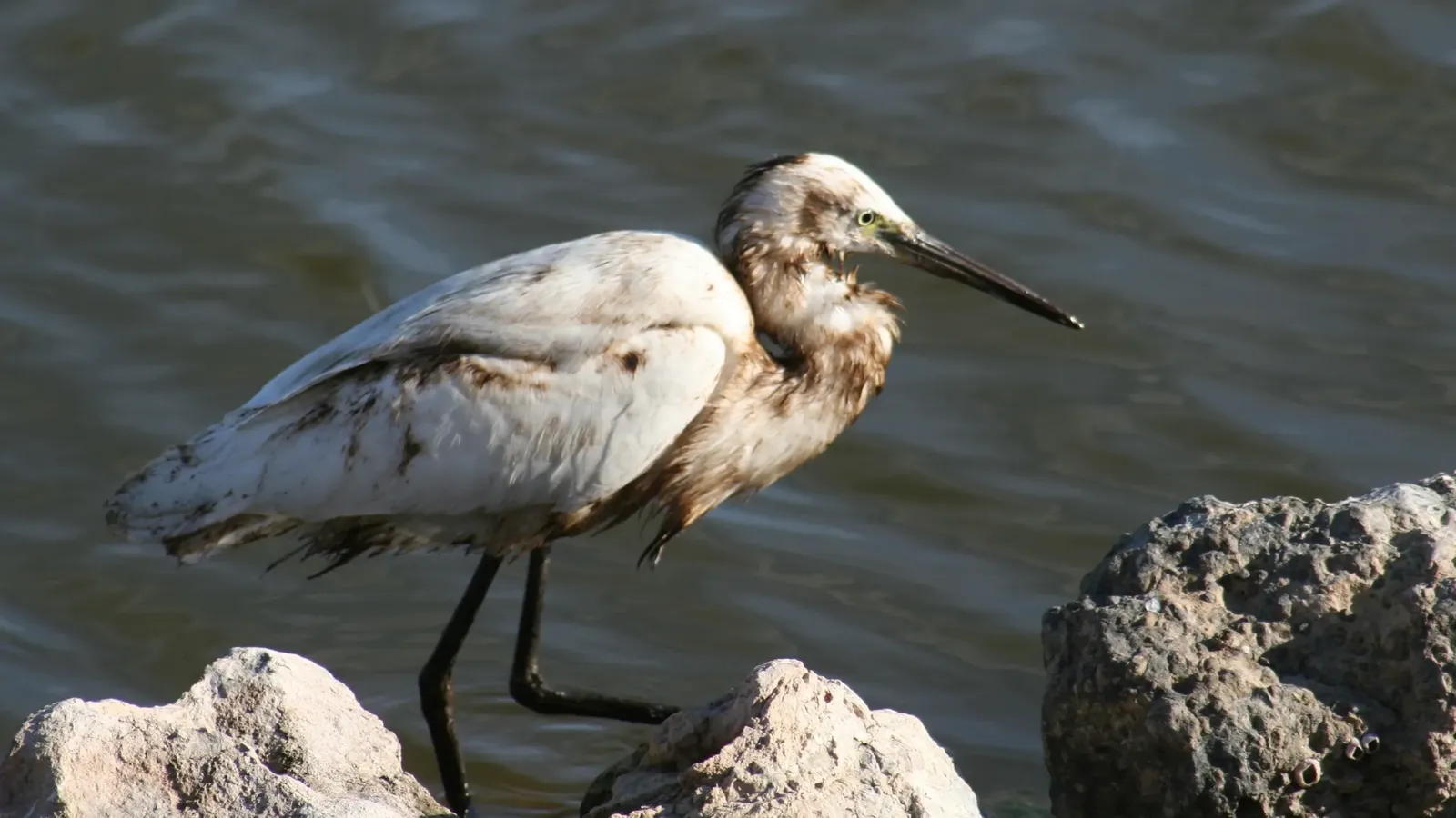 Aigrette garzette au plumage pollué par le pétrole à Sfax. Copyright Habib Dlensi