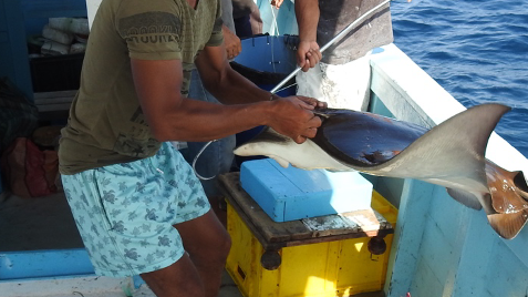Raie taureau, espèce en voie de disparition dans la mer Méditerranée, capturée par un pêcheur tunisien à Zarzis. Copyright Blue TN