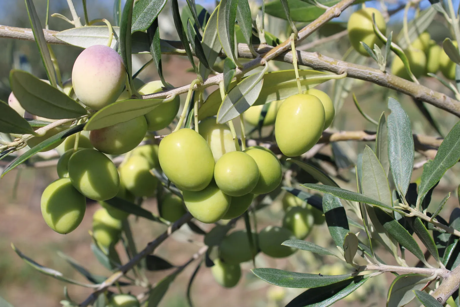 Tunisian olive oil: abundance and crisis 2025