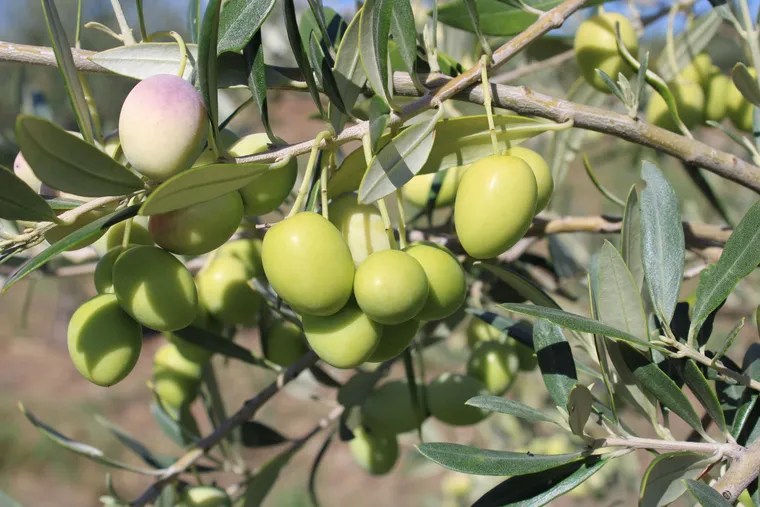 Tunisian olive oil: abundance and crisis 2025