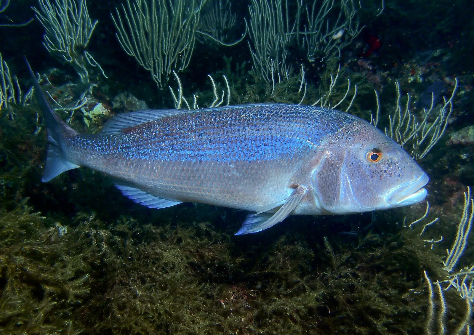 Fléau plastique: fin de la pêche en Méditérannée?