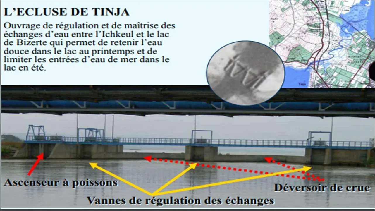 Lac Ichkeul : Un patrimoine écologique en danger