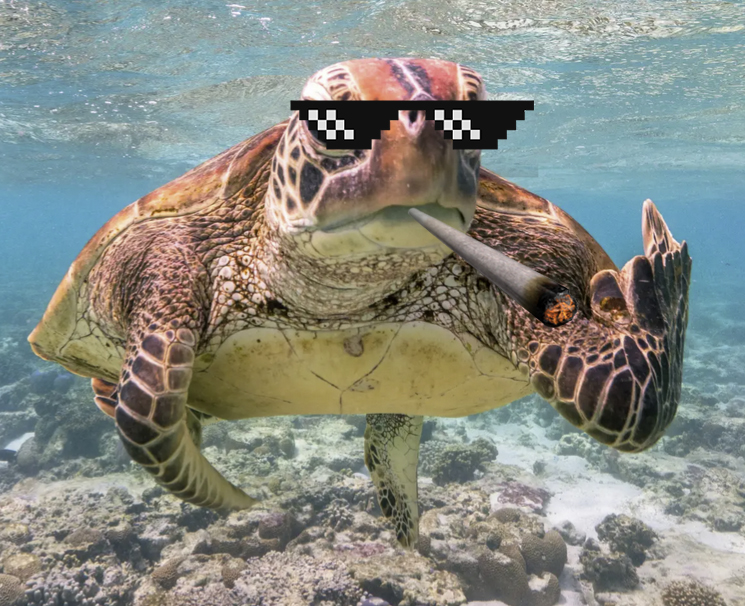 Il faut sauver la Tortue Farida !