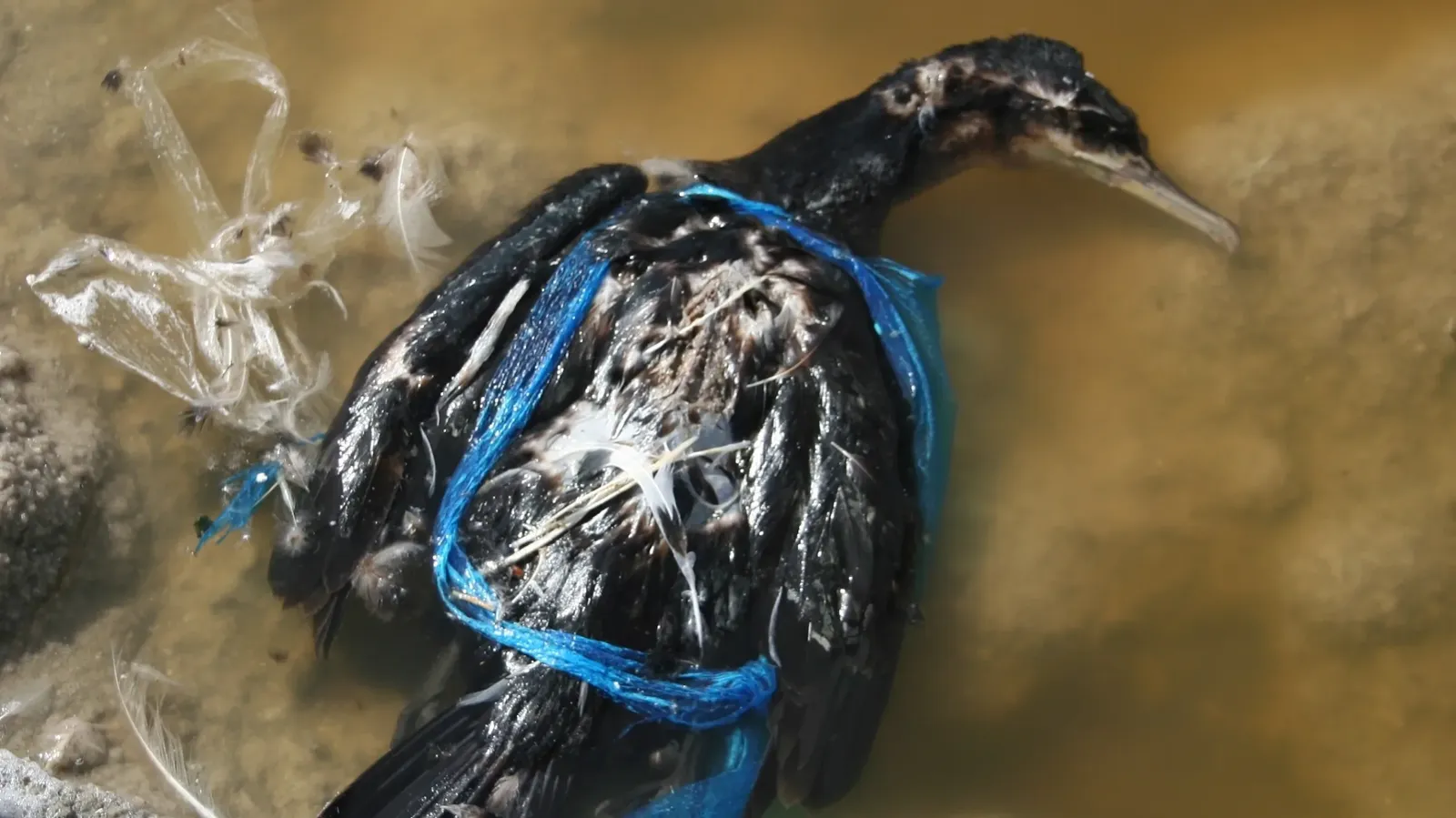 Grand cormoran mort avec un sac en plastique. Copyright Habib Dlensi