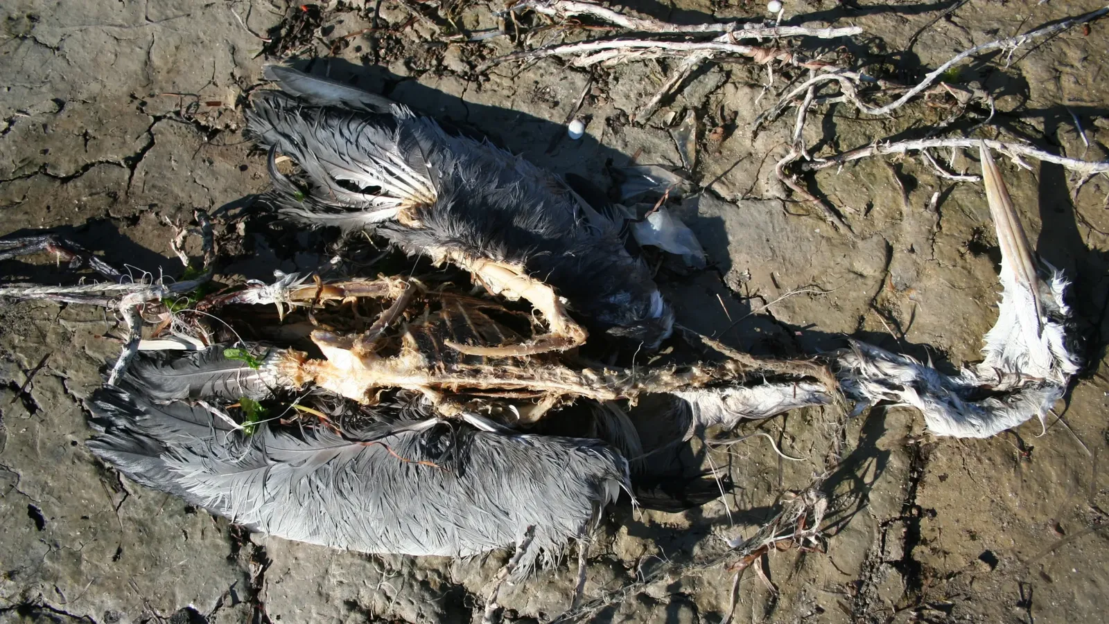 Héron cendré mort sur la plage de Sfax. Copyright : Habib Dlensi