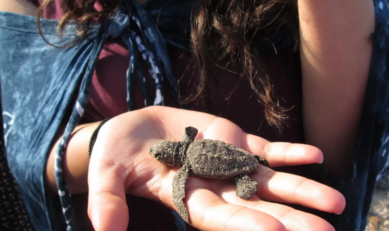 Une femme qui tient un bébé tortue dans sa main dans l'ile de Kuriat