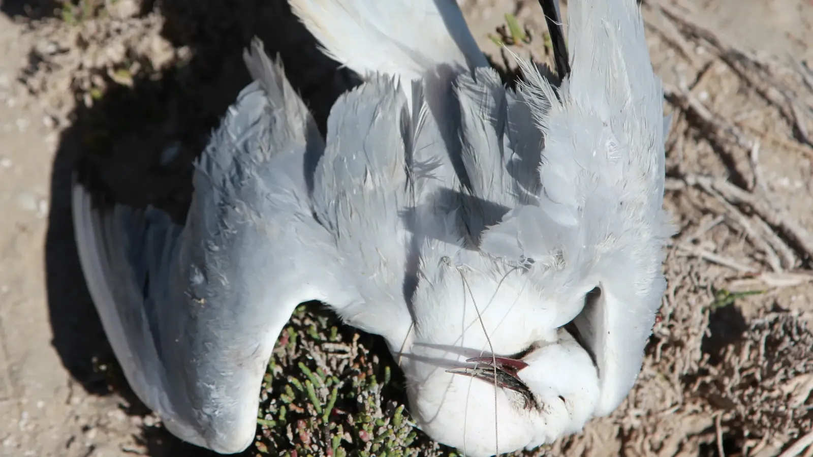 Goéland à bec grêle Oiseau. Copyright Habib Dlensi