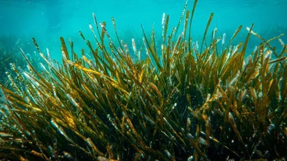 Banc de Posidonie en bonne santé dans une des réserves naturelles en Tunisie