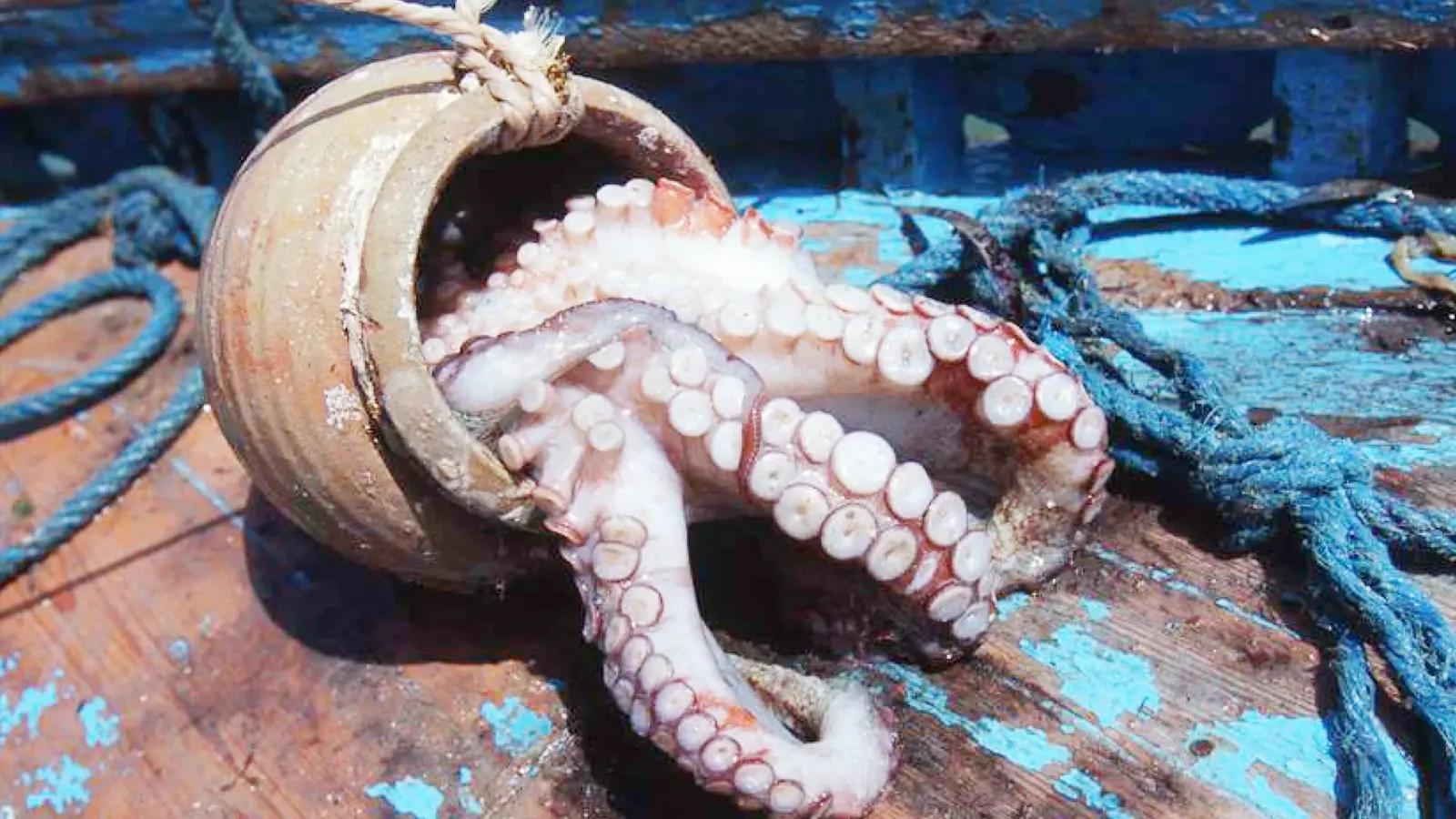 Ocotopus dans des jarres en argile. Copyright:Francesco Rastrelli