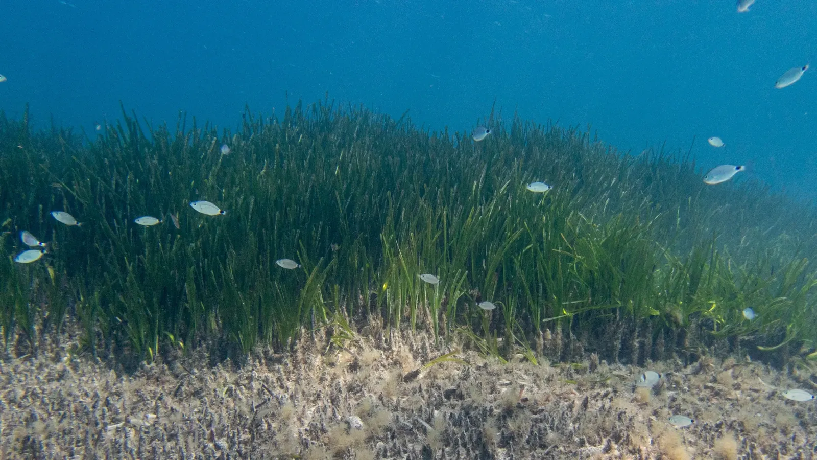 Plante Posidonia Oceanica avec des poissons se nourrissant dans les îles Kuriat. Image copyright : Sahbi Dorai