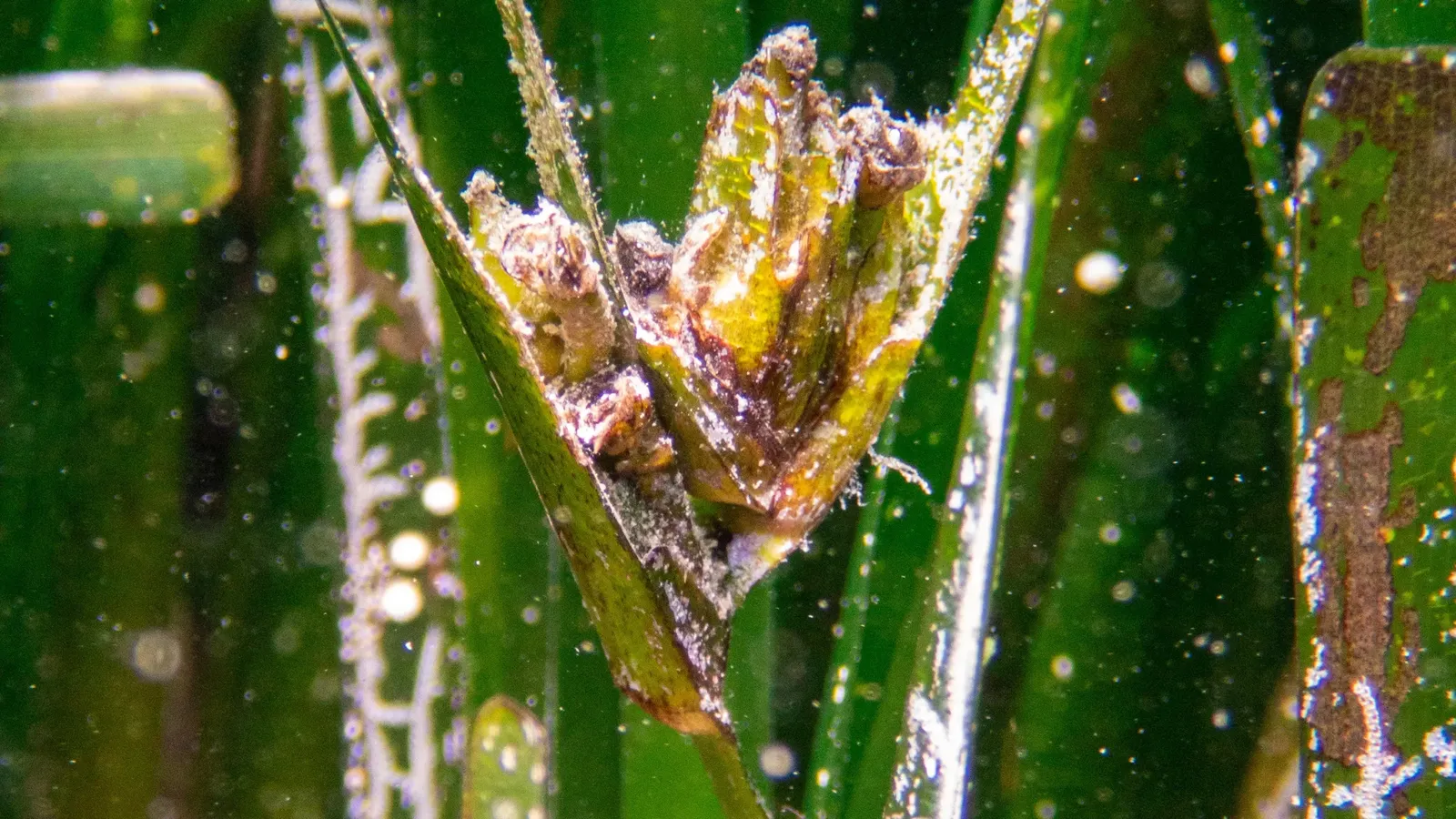 Fleur de la Posidonia Oceanica, plante endémique de la mer Méditerranée.