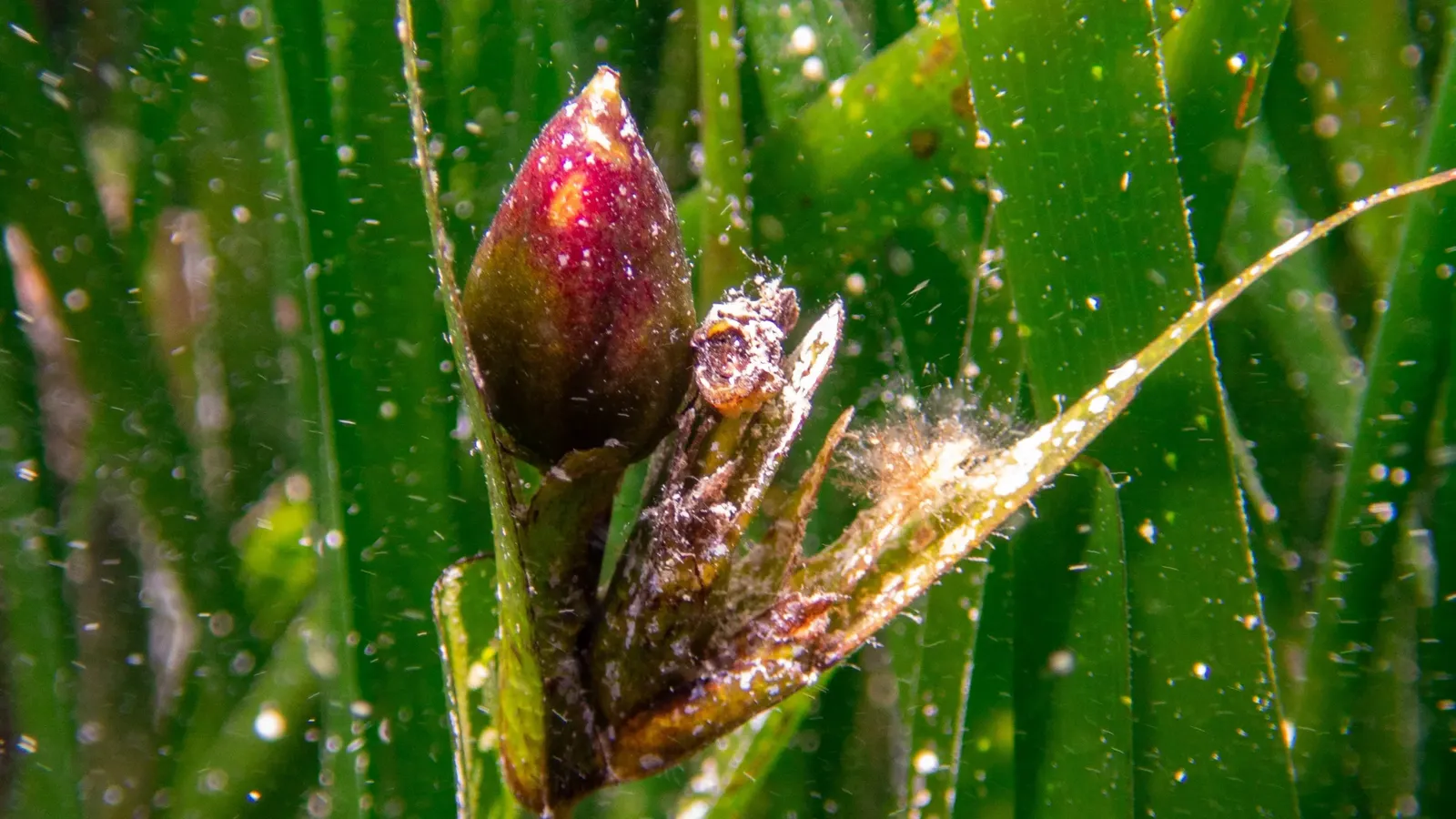 Fleur de la plante Posidonia Oceanica sur l'île de Kuriat. Image protégée par le droit d'auteur : Sahbi Dorai