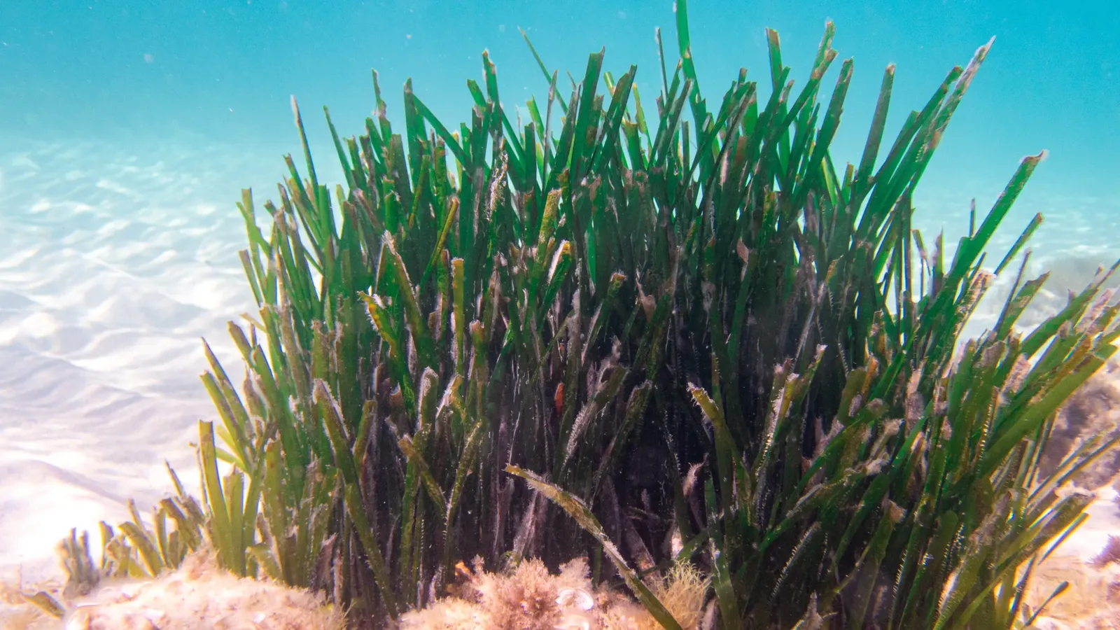 Une photo de la plante Posidonia Oceanica dans les îles tunisiennes Kuriat dans une eau peu profonde.
