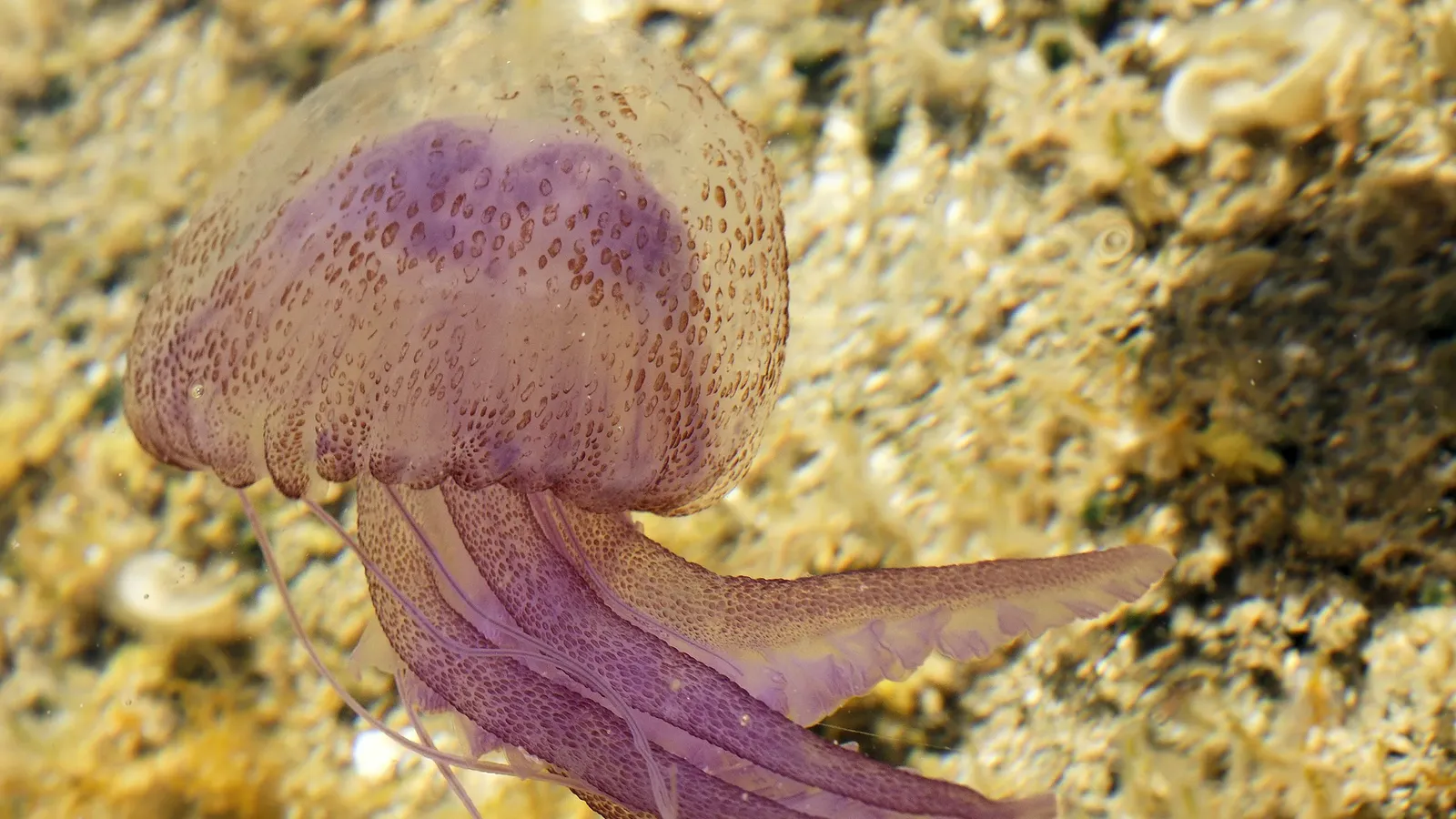 Pelagia noctiluca, méduse dans un bassin rocheux sur la côte sud de la Sardaigne, Italie. Copyrights:© Hans Hillewaert