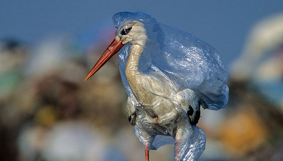 Fléau plastique: fin de la pêche en Méditérannée?
