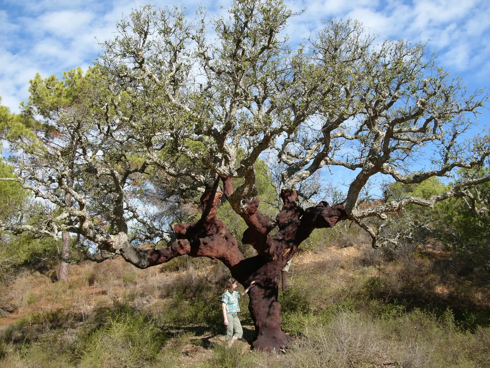 Chêne-liège (Quercus suber) : écorce résistante au feu ; récolte tous les 10 à 15 ans; puits de carbone important et revenus ruraux réguliers.