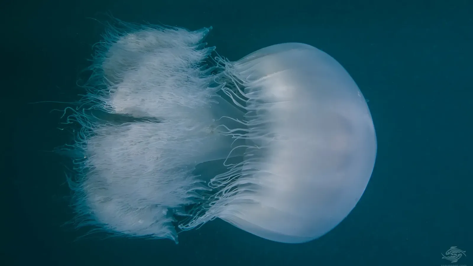Méduse nomade géante (Rhopilema nomadica), photographiée lors d'une plongée en apnée au large de l'île de Mafia. Copyright : Seaunseen.com