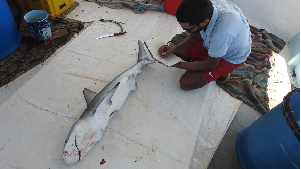 Requin gris, espèce en voie de disparition en Méditerranée, capturé par des pêcheurs tunisiens. Copyright Blue TN.