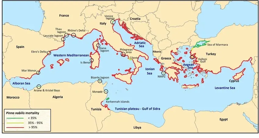 une figure illustrant la résilience des populations vivantes qui persistent et restent viables en mer Méditerranée. L'état actuel (novembre 2020) des populations de Pinna nobilis en Méditerranée après l'épidémie parasitaire de 2016 ( Source : The Fan Mussel Pinna nobilis on the Brink of Extinction in the Mediterranean, Katsanevakis et al. 2021).