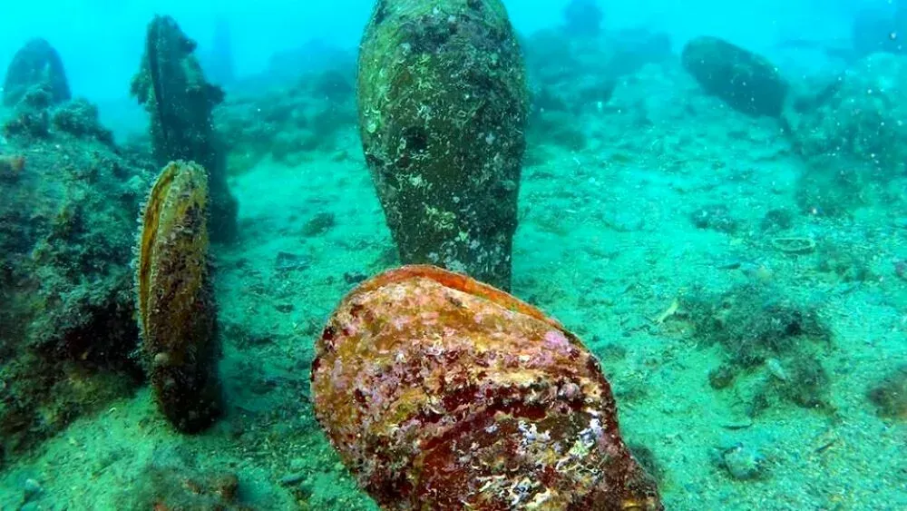 Pinna Nobilis in Mandracchio a Muggia .image copyright :Trieste Prima