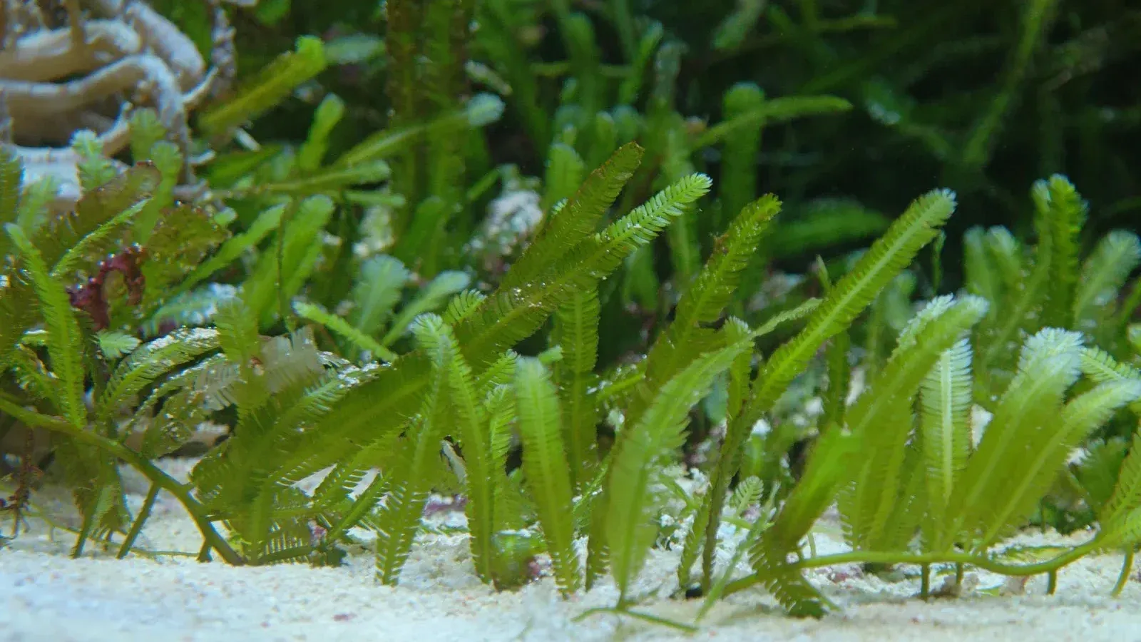 Caulerpa taxifolia. Copyright : plantsam