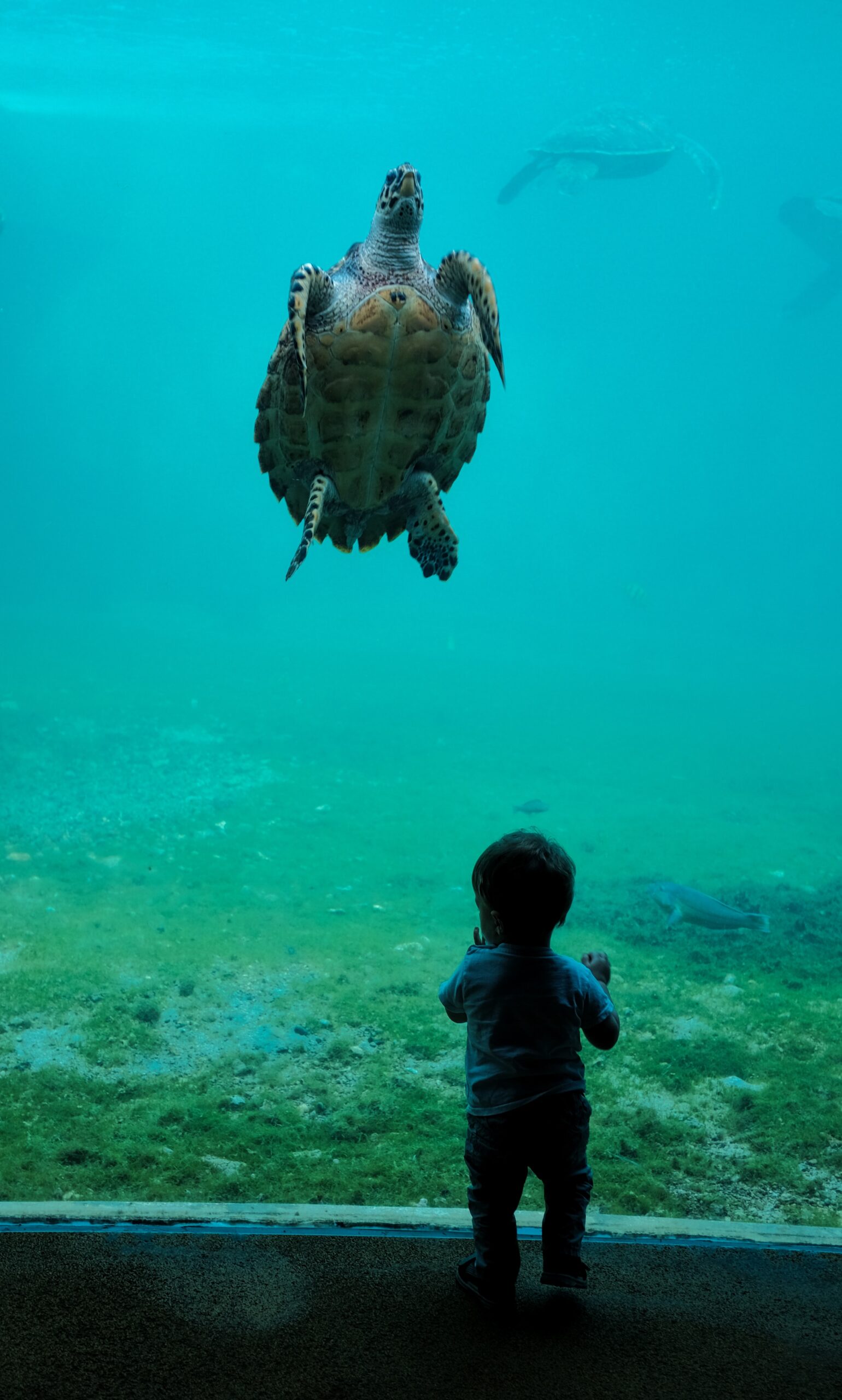 Il faut sauver la Tortue Farida !