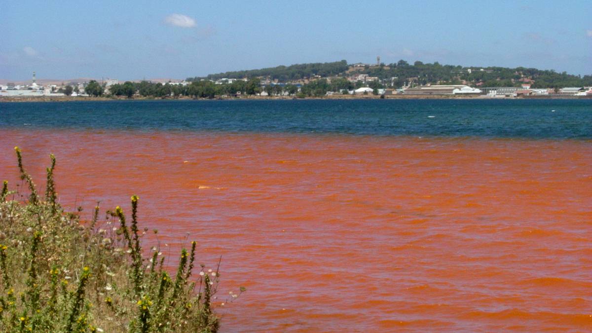 Menzel Bourguiba : SOS d'une lagune en détresse