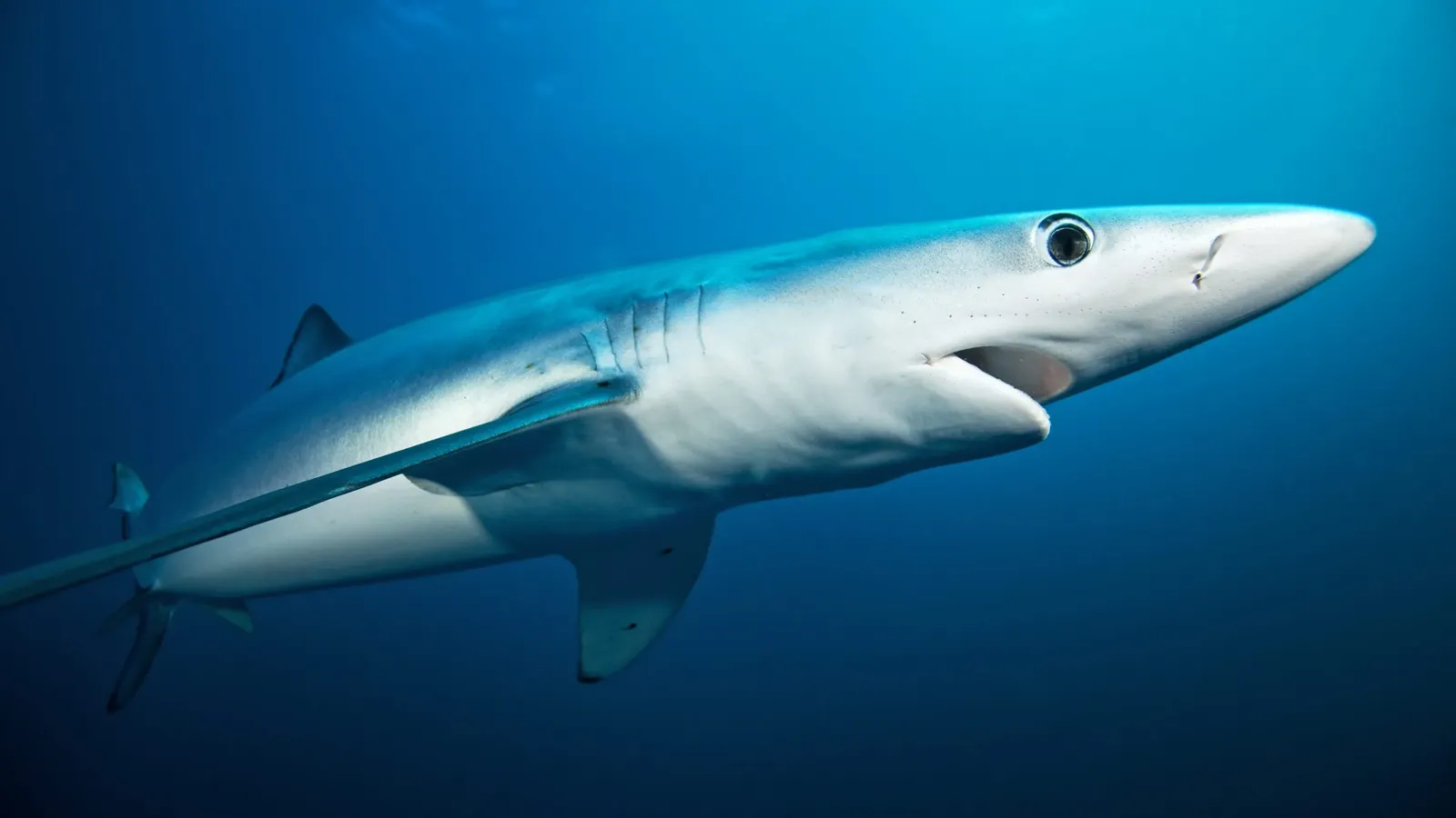 Requin bleu Espèce en danger critique d'extinction en Méditerranée selon l'Union internationale pour la conservation de la nature (UICN). Copyright : oceana.org