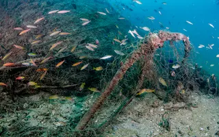 Sharks, Nets & Mercury: Tunisia’s Hidden Fishing Cost
