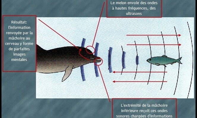 Les Dauphins: victimes de l’interaction avec les pêcheurs
