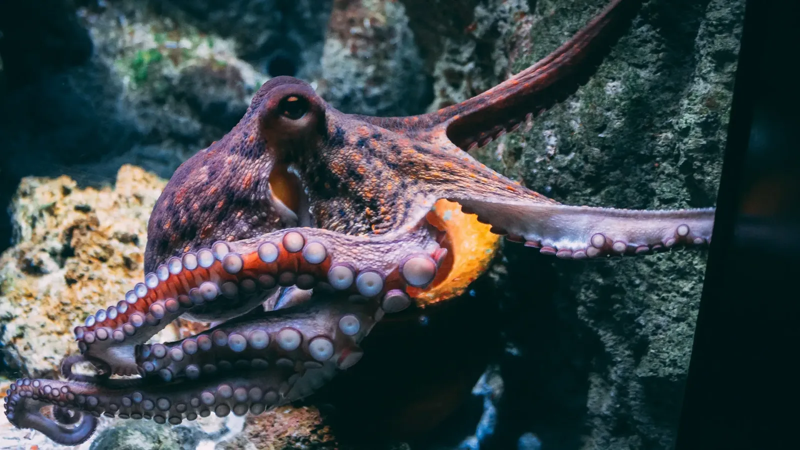 Octopus vulgaris. Copyright:Diane Picchiottino