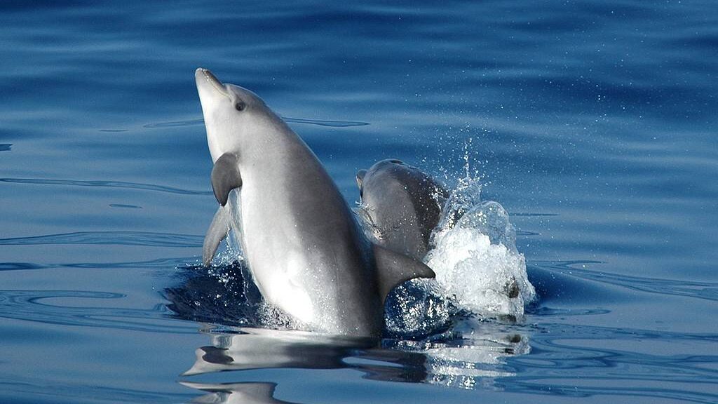 Les Dauphins: victimes de l’interaction avec les pêcheurs