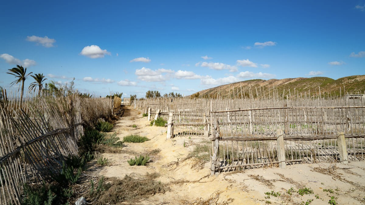 Solutions fondées sur la nature: une lueur d'espoir pour la Tunisie