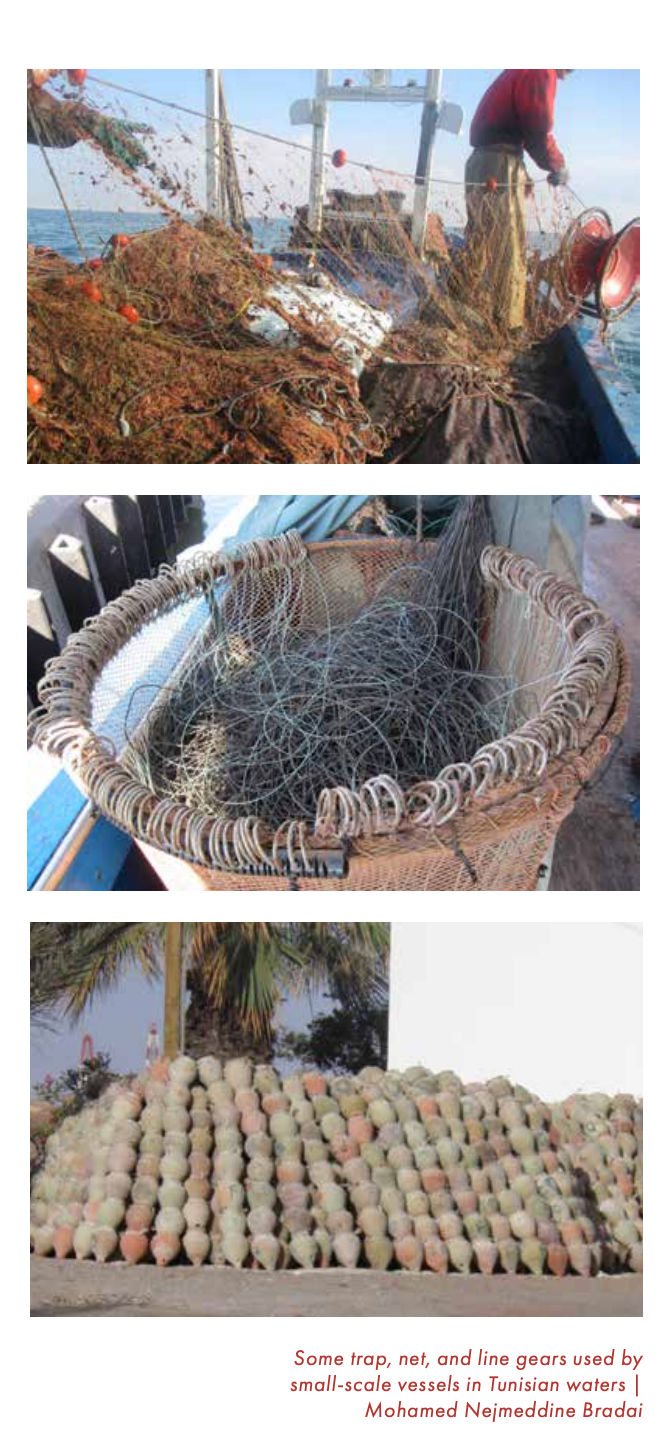 Sharks, Nets & Mercury: Tunisia’s Hidden Fishing Cost