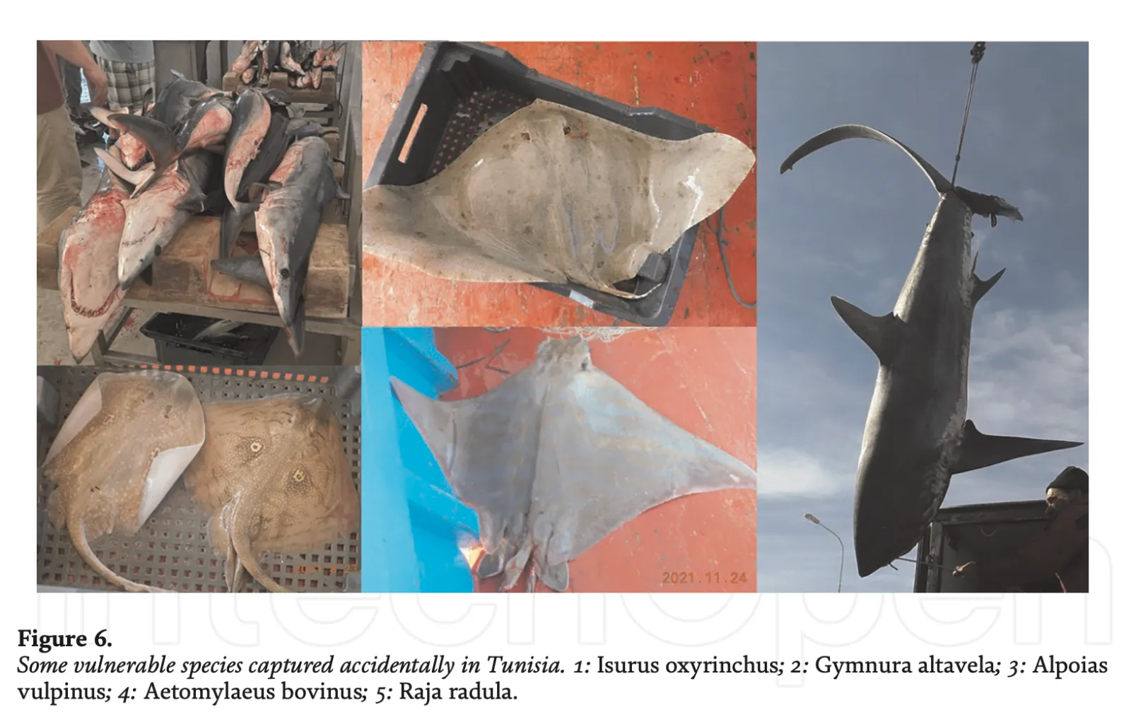 Sharks, Nets & Mercury: Tunisia’s Hidden Fishing Cost