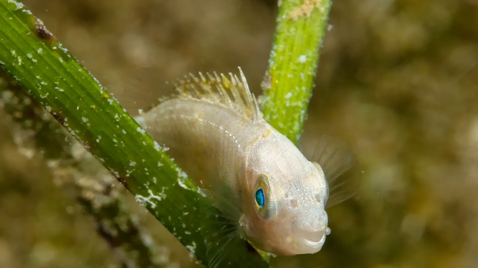 Siganus luridus, l'épinoche sombre, est une espèce commune dans l'est de la mer Méditerranée. Le poisson juvénile se cache dans l'herbier de posidonies. Copyright : Bleu Tunisie