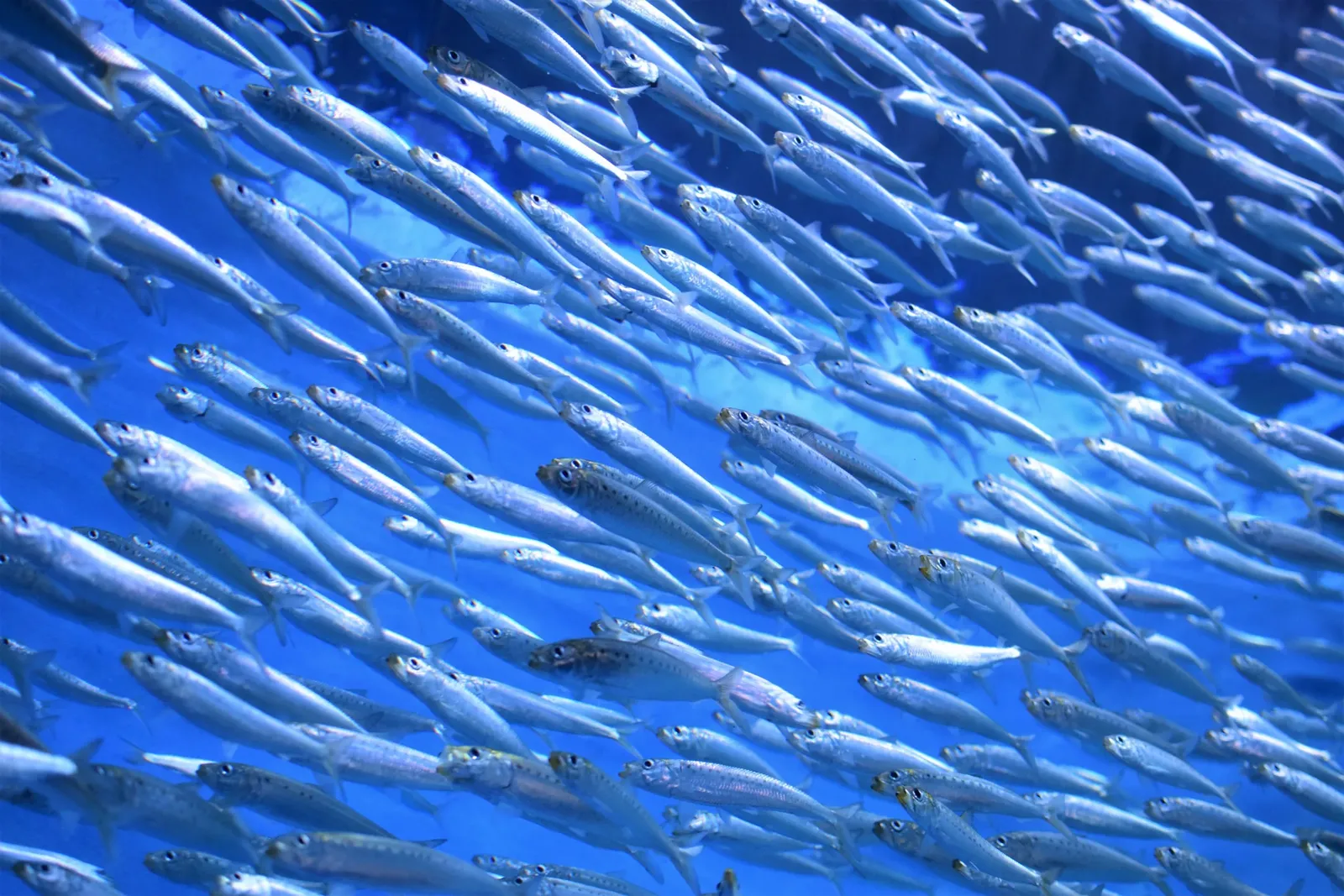 Le réchauffement des mers de Tunisie : Une menace pour la biodiversité marine