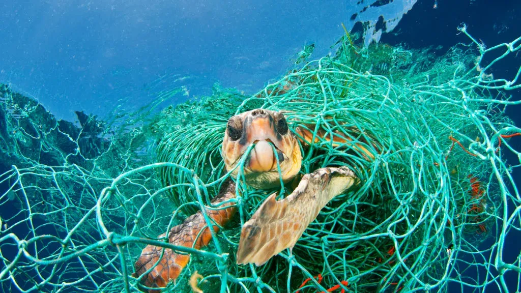 Tortue caouanne (Caretta caretta) piégée dans un filet abandonné à la dérive, mer Méditerranée. Copyright:www.naturepl.com