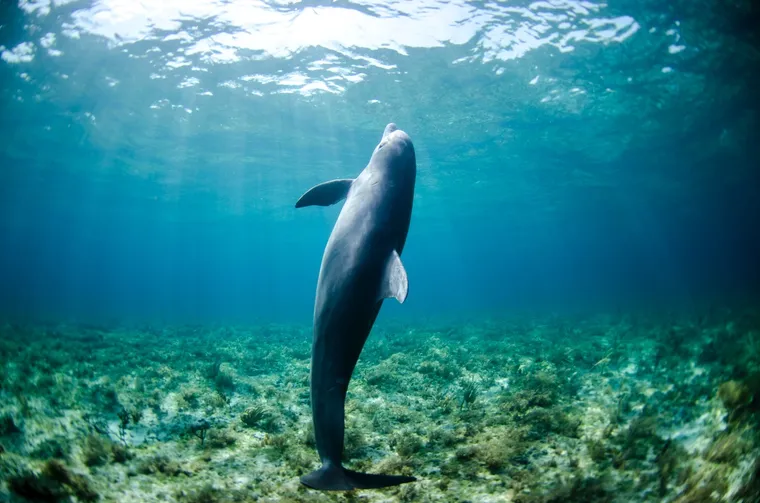 Les Dauphins: victimes de l’interaction avec les pêcheurs