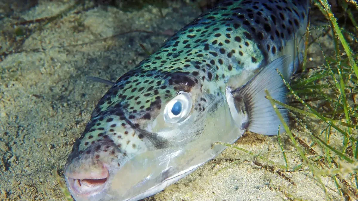 Poisson-lapin Lagocephalus sceleratus. Copyright:Murat Draman