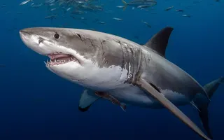 Tunisia: Sharks Without a Hollywood Script